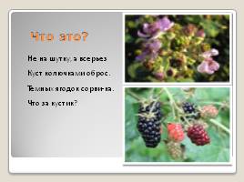 Лесные ягоды Эстонии, слайд 9