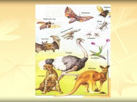 Урок биологии 5 класс «Три среды обитания», слайд 12