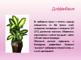 Растения в нашем классе, слайд 6