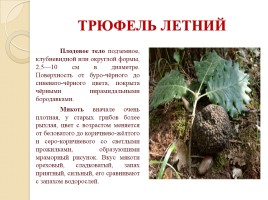 Красная книга Воронежской области, слайд 10