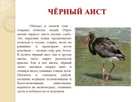 Красная книга Воронежской области, слайд 19