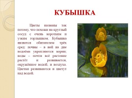 Красная книга Воронежской области, слайд 6