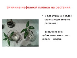 Исследования «Так вот ты какая, Тюменская нефть!», слайд 33