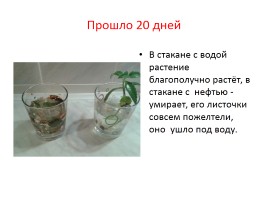 Исследования «Так вот ты какая, Тюменская нефть!», слайд 34