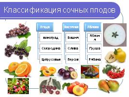 Строение семян - Плоды, слайд 5