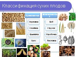 Строение семян - Плоды, слайд 6