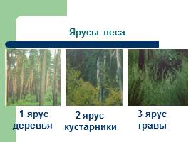 Лес – особое природное сообщество, слайд 5