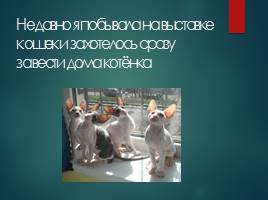 Особенности поведения и содержания кошек, слайд 2