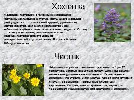 Раннецветущие растения, слайд 4