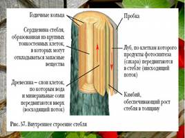 Видоизменение побегов, слайд 3