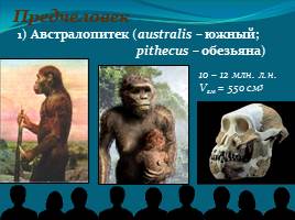 Место и роль человека в системе органического мира - Эволюция человека, слайд 11
