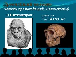 Место и роль человека в системе органического мира - Эволюция человека, слайд 13