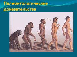 Место и роль человека в системе органического мира - Эволюция человека, слайд 6