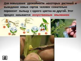 Опыление и его значение в жизни растений, слайд 27