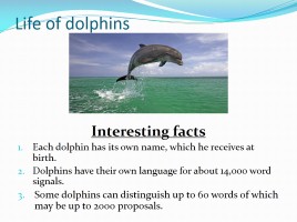 Проект «Дельфины» - Subject «Dolphins are the most mysterious animals on the planet», слайд 6