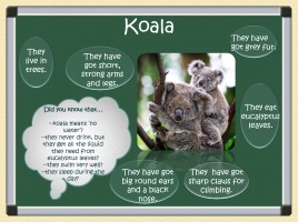 Австралийские животные - Australian Animals, слайд 2