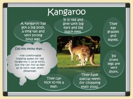 Австралийские животные - Australian Animals, слайд 3