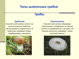 Грибы - Многообразие грибов, слайд 13