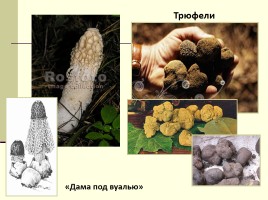 Грибы - Многообразие грибов, слайд 22