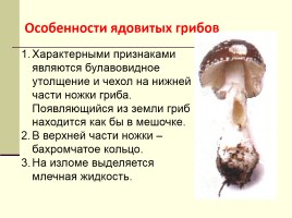 Грибы - Многообразие грибов, слайд 27