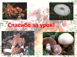 Грибы - Многообразие грибов, слайд 33