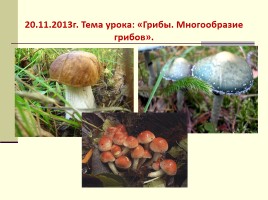 Грибы - Многообразие грибов, слайд 5
