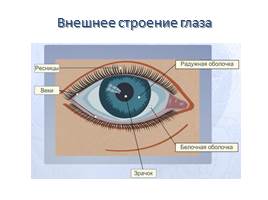 Орган зрения и зрительный анализатор, слайд 4