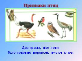 Окружающий мир 1 класс «Насекомые, птицы, рыбы, звери», слайд 16