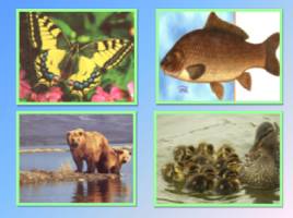 Окружающий мир 1 класс «Насекомые, птицы, рыбы, звери», слайд 3