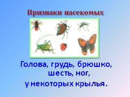 Окружающий мир 1 класс «Насекомые, птицы, рыбы, звери», слайд 8