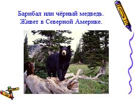 Медведь - хозяин леса, слайд 11