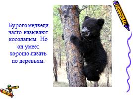 Медведь - хозяин леса, слайд 3