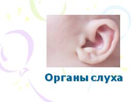 Органы слуха