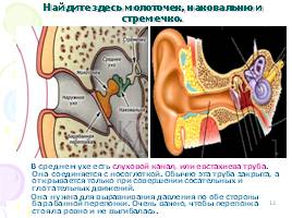 Органы слуха, слайд 12