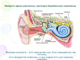 Органы слуха, слайд 5