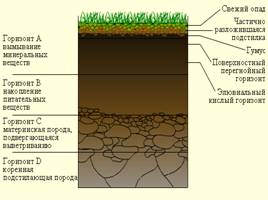 Окружающий мир «Почвы - Охрана почв», слайд 13
