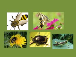 Урок-исследование «Кто такие насекомые?», слайд 4