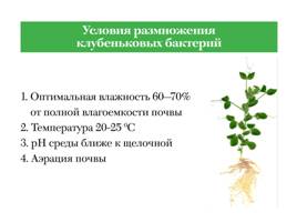 Азотфиксирующие сообщества растений и микроаргонизмов, слайд 8