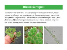 Азотфиксирующие сообщества растений и микроаргонизмов, слайд 9