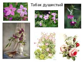 Цветы, слайд 31