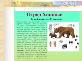 Млекопитающие Костромской области, слайд 10