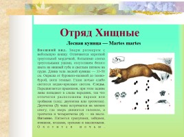 Млекопитающие Костромской области, слайд 11