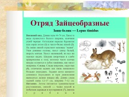 Млекопитающие Костромской области, слайд 19