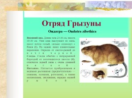 Млекопитающие Костромской области, слайд 23
