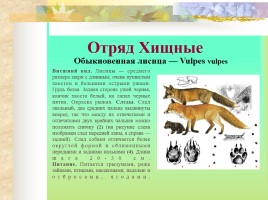 Млекопитающие Костромской области, слайд 9