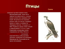 Красная книга Костромской области, слайд 16