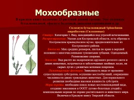 Красная книга Костромской области, слайд 7