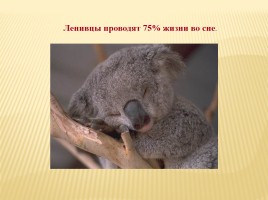 Интересные факты о животном мире, слайд 18