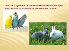 Интересные факты о животном мире, слайд 28