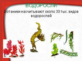 Многообразие живых организмов, слайд 26